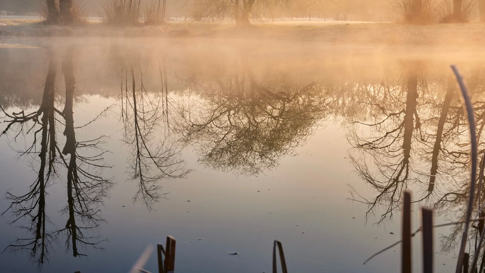 Mist boven stil water bij zonsopkomst, bomen spiegelen